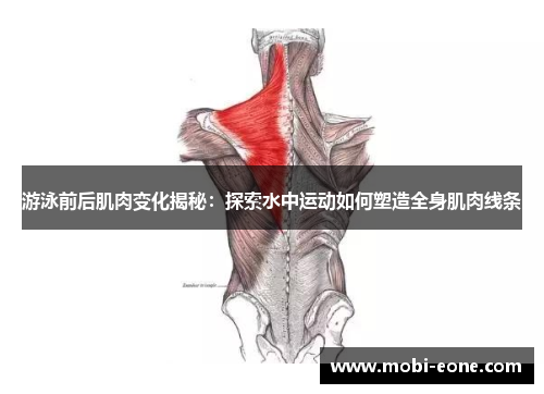 游泳前后肌肉变化揭秘：探索水中运动如何塑造全身肌肉线条